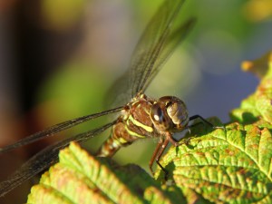 science and nature dragonfly